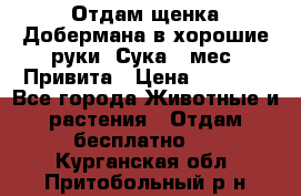 Отдам щенка Добермана в хорошие руки. Сука 5 мес. Привита › Цена ­ 5 000 - Все города Животные и растения » Отдам бесплатно   . Курганская обл.,Притобольный р-н